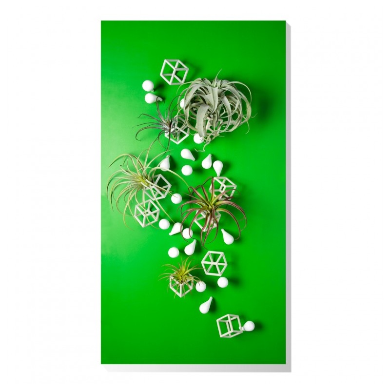 Wall Play 'Cubical/ Fig' w/ Tillandsia Mix by Gold Leaf Design Group