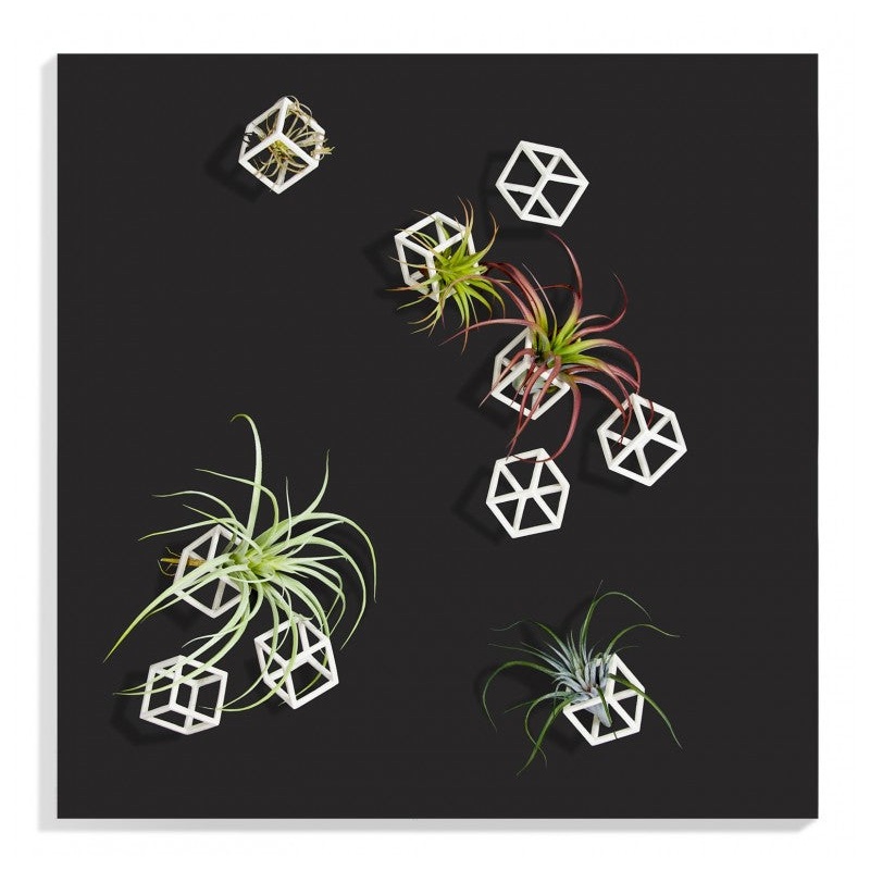 Wall Play 'Cubical' w/ Tillandsia Mix by Gold Leaf Design Group