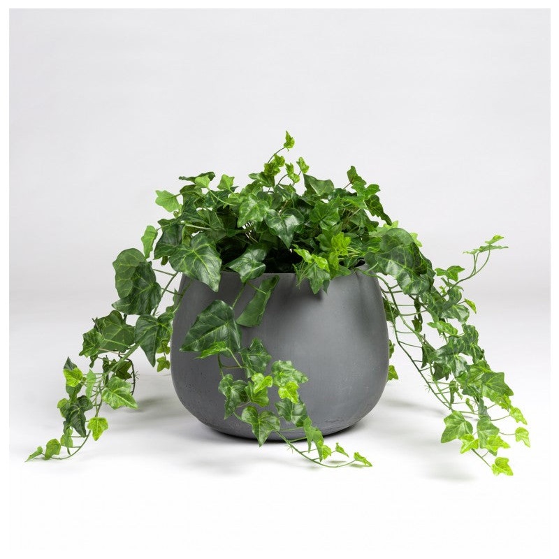 Ivy in Puddle Planter by Gold Leaf Design Group