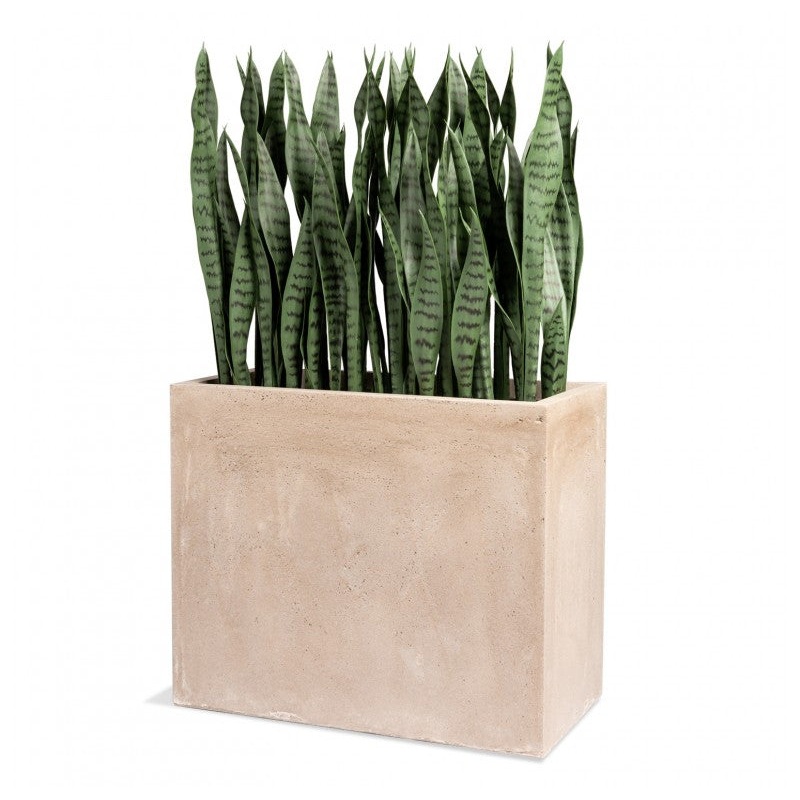 Sansevieria in Urbano Rectangle Planter by Gold Leaf Design Group