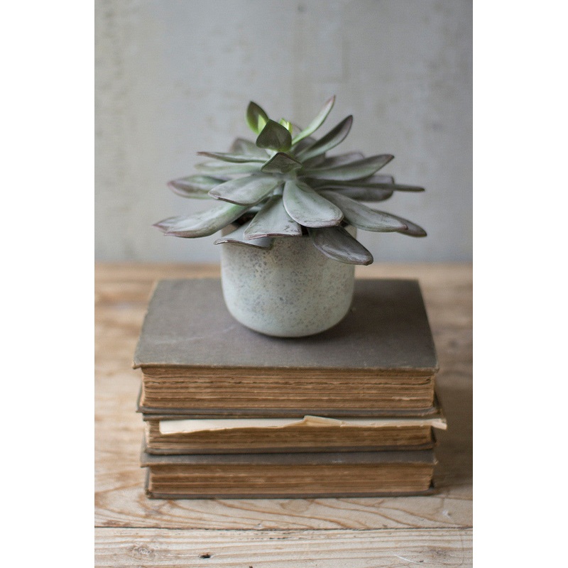 7 In Succulent With Cement Pot By Kalalou
